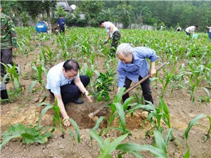 Hội Nông dân thành phố hỗ trợ người dân xây dựng vườn mẫu nông thôn mới
